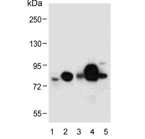 Lactoferrin Antibody / LTF