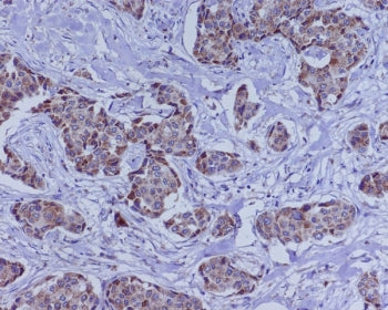 BMP4 Antibody / Bone morphogenetic protein 4