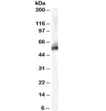 MDM2 Antibody