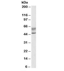 Western blot testing of human lymph node lysate with AIRE antibody at 0.5ug/ml. Predicted molecular 