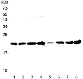 GLO1 Antibody / Glyoxalase I