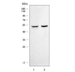 Serpin E3 Antibody / SERPINE3