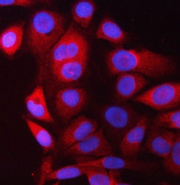 Immunofluorescent staining of FFPE human Raji cells with PRRC2C antibody (red) and DAPI nuclear stai