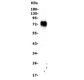 FOXC1 Antibody
