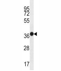 MUC15 Antibody