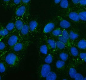Immunofluorescent staining of FFPE human U-2 OS cells with PTH2R antibody (green) and DAPI nuclear s