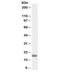 Western blot testing of mouse heart lysate with biotinylated ANF antibody at 2ug/ml. Predicted molec