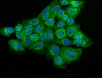 Immunofluorescent staining of FFPE human A431 cells with NSE antibody (green) and DAPI nuclear stain