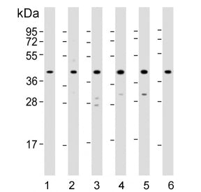 p38 MAPK Antibody / MAPK14