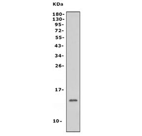 NDUFB3 Antibody