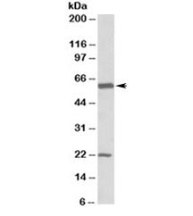 GLAST1 Antibody