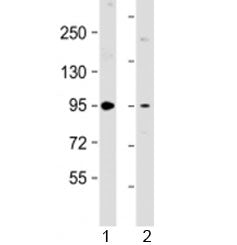 Western blot testing of 1) human brain lysate and 2) mouse NIH3T3 cell lysate with PKD2 antibody at 