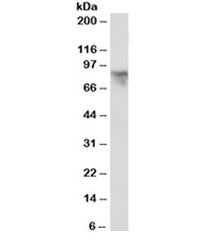 Periostin Antibody