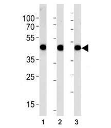 Actin Antibody (alpha)