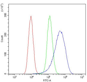 IGF-1 Antibody / Insulin like Growth Factor 1