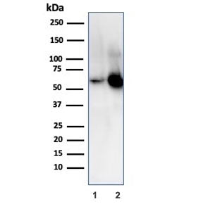 Western blot testing of human 1) K562 and 2) PC-3 cell lysate with SERBP1 antibody. Predicted molecu
