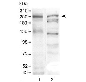 MUC6 Antibody / Gastric Mucin