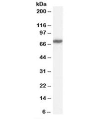FANCG Antibody