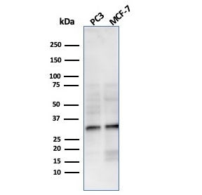 NKX2.8 Antibody
