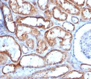 Mitochondrial Marker Antibody