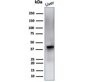 Glutamine Synthetase Antibody / GLUL