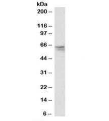 Western blot testing of K562 nuclear lysate with GNL3 antibody at 0.03ug/ml. Predicted molecular wei