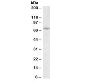 Western blot testing of mouse heart lysate with SLC6A8 antibody at 0.1ug/ml. Predicted molecular wei