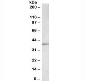Western blot testing of HeLa lysate with c-Fos antibody at 0.3ug/ml. Expected molecular weight: ~40 