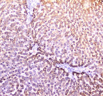 PON1 Antibody