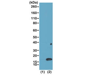 H3K4me2 Antibody / Dimethyl Histone H3 Lysine 4