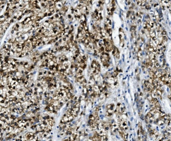 PON1 Antibody