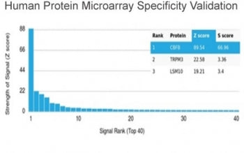 CBF beta Antibody / CBFB