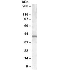PU.1 Antibody