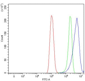 Desmoplakin Antibody