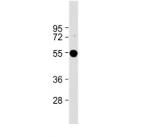 FADS2 Antibody