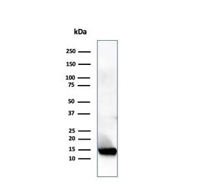 Western blot analysis of human heart tissue lysate using Resistin antibody (clone RETN/4324). Predic
