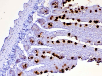 Cd252 Antibody