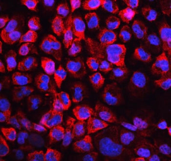 Immunofluorescent staining of human A431 cells with LDHB antibody (red) and DAPI nuclear stain (blue