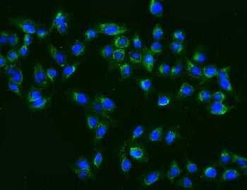 Immunofluorescent staining of FFPE human U-2 OS cells with MAP2K2 antibody (green) and DAPI nuclear 