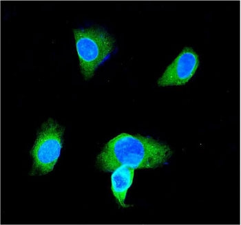 Immunofluorescent staining of FFPE human SH-SY5Y cells with GSTP1 antibody (green) and DAPI nuclear 