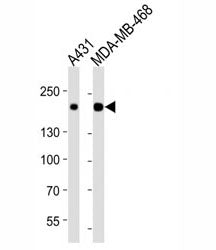 EGF Receptor / EGFR Antibody, 0.08ml