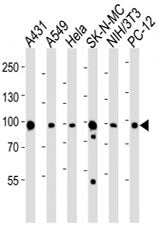 Western blot analysis of lysate from A431, A549, HeLa, SK-N-MC, mouse NIH3T3, rat PC-12 cell line us