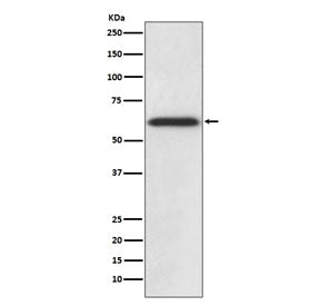 Catalase Antibody