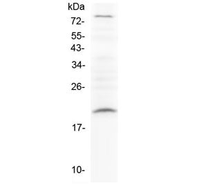 Western blot testing of rat PC-12 cell lysate with Relaxin antibody at 0.5ug/ml. Predicted molecular