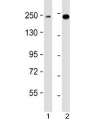 XRN1 Antibody