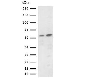 Western blot testing of 1) human Raji and 2) mouse RAW264.7 cell lysate with PD-L2 antibody (clone C