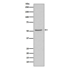Angiotensinogen Antibody