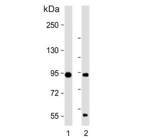 TRPV1 Antibody