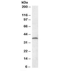 MEST Antibody