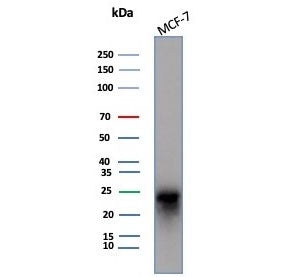 CD99 Antibody / MIC2
